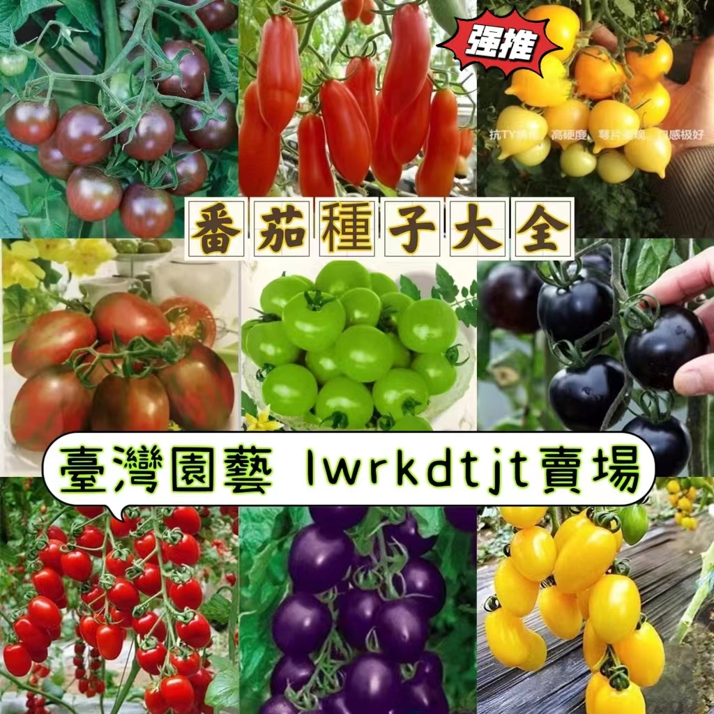 🍓【免運大熱銷】矮生番茄無需搭架番茄 盆栽番茄/黑櫻桃/維爾瑪/甜百萬 蔬菜種子 番茄 種子 盆栽蔬菜水果