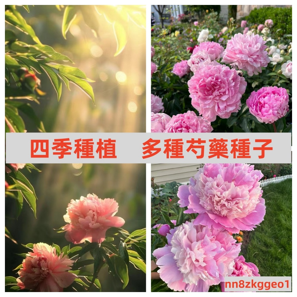 🔥【抗寒芍藥種子】庭院花卉南北種植易活芍藥種子 室內外庭院盆栽