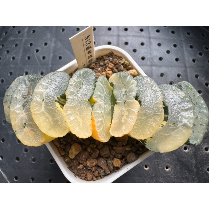 Haworthia  ハオルチア  一物一拍 | 波光玉扇錦N13