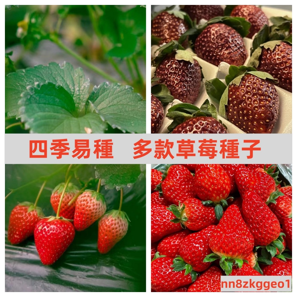 🔥【台灣四季可種草莓種子】 草莓 (種子) 玲瓏小 草莓蘋果 草莓 (種子)草莓香蕉蘿桃薰