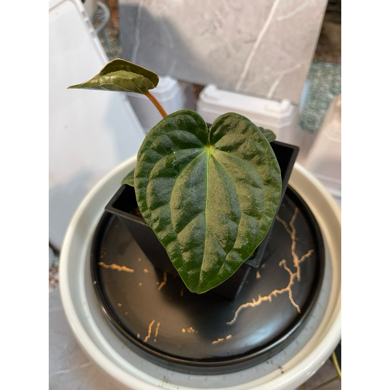 Anthurium regale x luxurians皇奢華｜火鶴｜觀葉植物｜雨林植物