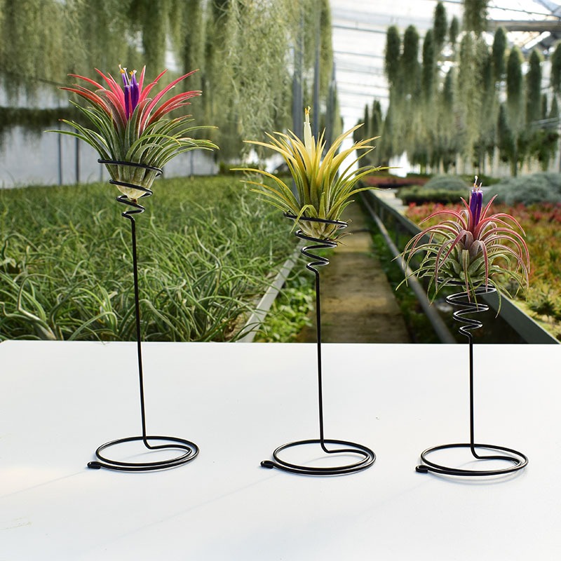 空氣鳳梨高腳螺旋花架一組3個（不含植物）鐵藝花架線成形帶座植物花架空氣鳳梨