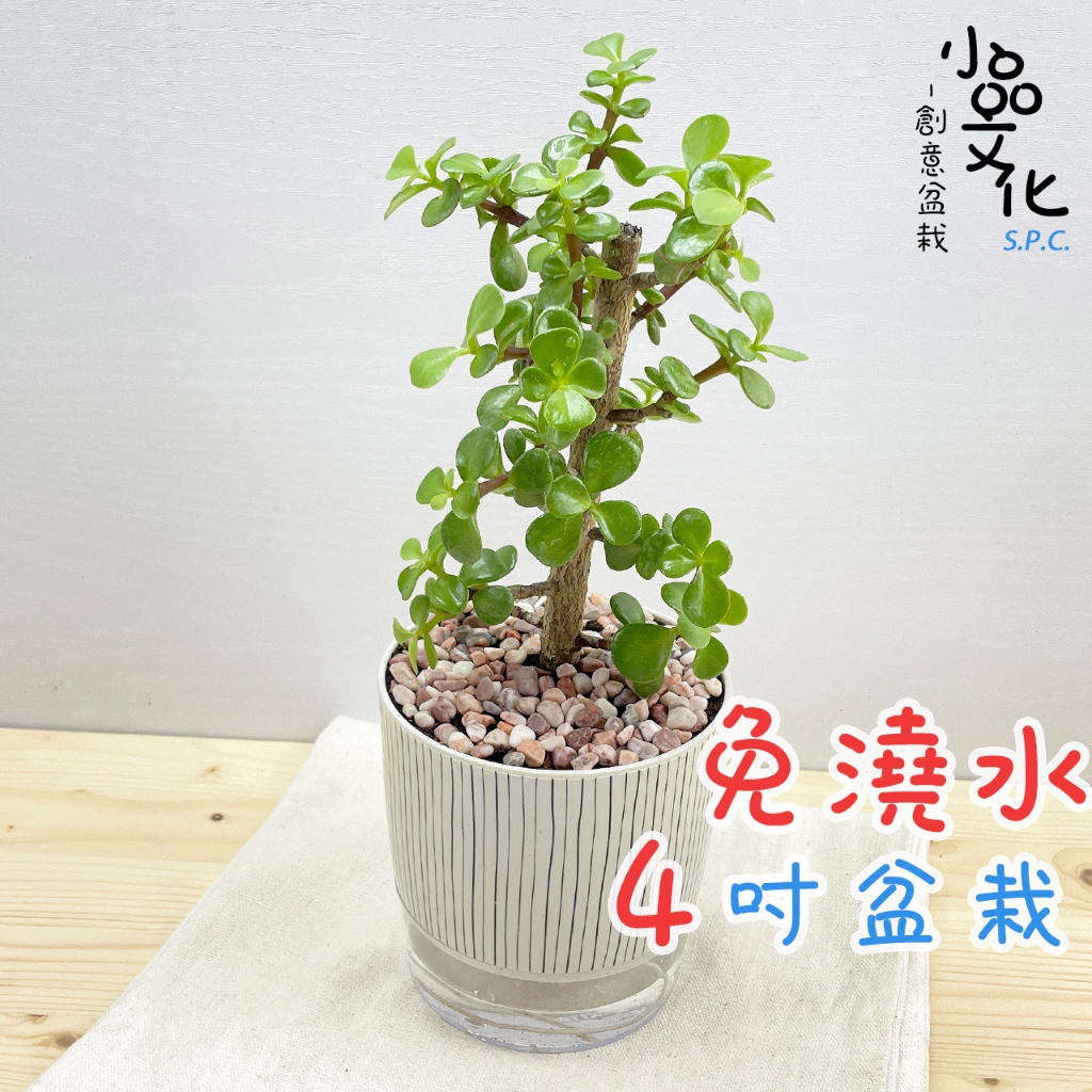 【小品文化】銀杏木【現貨】4吋仿瓷免澆水盆栽 室內植物 室內盆栽 懶人盆栽 水培植物 水培盆栽 室內盆栽 觀葉植物