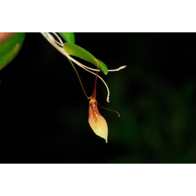 噢葉design  "Restrepia trichoglossa" 蘭花、塊根植物、圓葉花燭、蔓綠絨、鹿角蕨