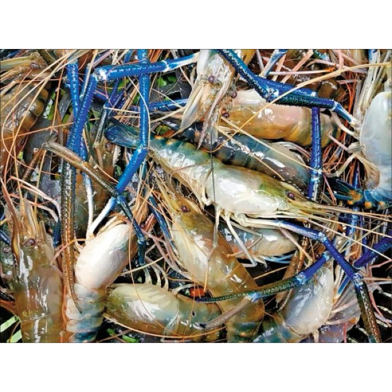 活蝦。泰國蝦。活母蝦1斤300