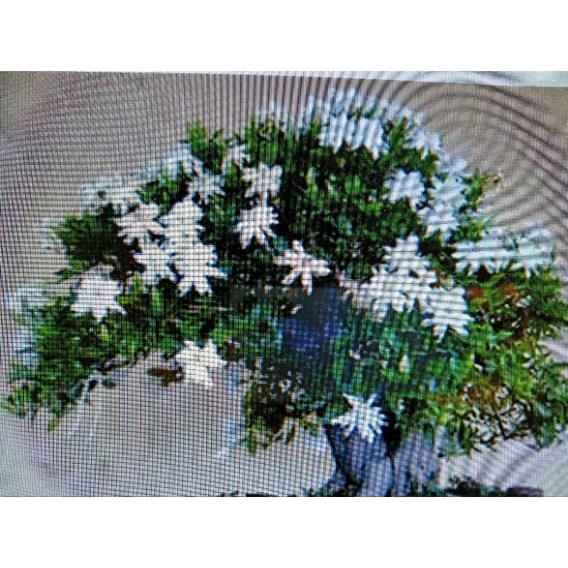 日本品種達無接枝達摩小葉梔子花，特殊少見的八方根，樹型漂亮，開單瓣花會結果，4600元郵局嘉里免運好種植四季開花只有一盆