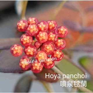 《喬西花園》毬蘭 Hoya panchoi 噴泉