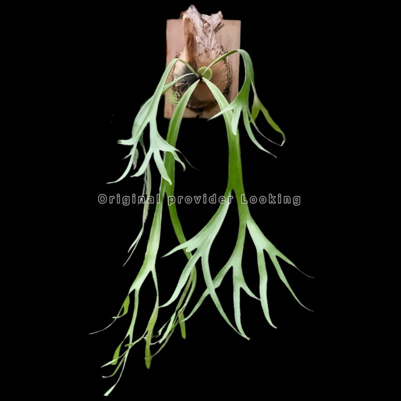 爪哇鹿角蕨 P.Willinckii 太美之子-小小美 鹿角蕨上板 植物 文青植物 室內植物 植栽 鹿青交易所