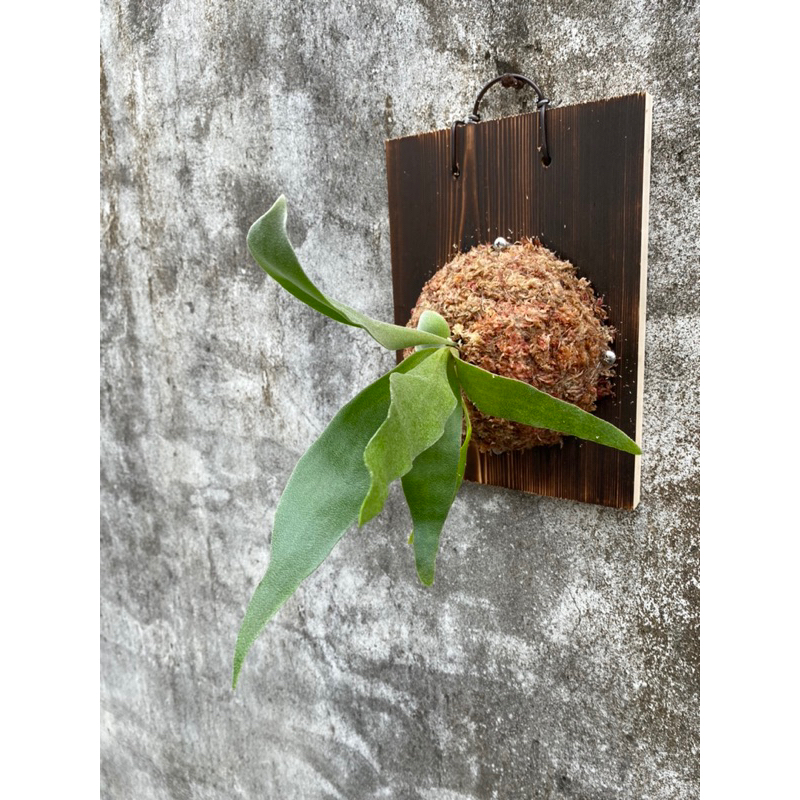 植鹿秘蕨｜捲捲鹿鹿角蕨（上板）-附花牌【超值優惠‼】生日禮物 畢業禮物 新居落成