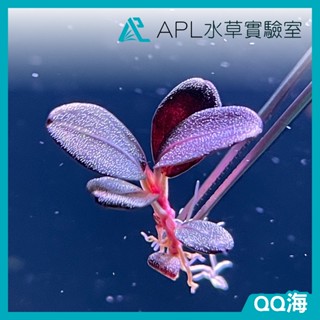 APL水草實驗室 - QQ海 稀有 辣椒榕 神秘草 水中葉