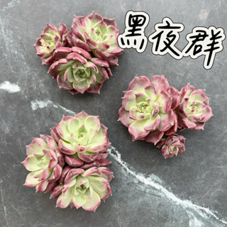 ↠有植感↞ ▮黑夜群▮ 韓國多肉 進口多肉 多肉植物 多肉 景天科 多肉 觀葉植物 室內佈置 觀葉 植栽 韓肉