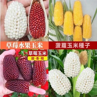 FY玉米種子 水果玉米 草莓玉米 菠蘿玉米 白蘋果奶油玉米 生吃玉米種子高產量