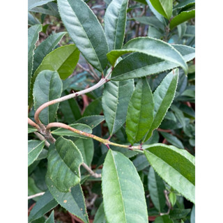 桂花樹學苑出品 # 九龍桂又名龍桂 # ⚠️出貨規格（6吋盆栽🪴）