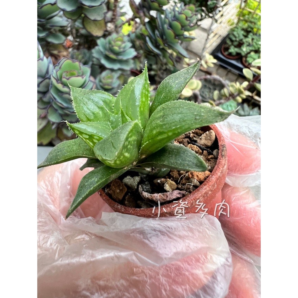 【小資多肉】1吋盆 明鏡壽 多肉植物 組合盆栽的好幫手 組盆必備 花藝設計必備 婚禮小物 療癒小物 觀葉植物