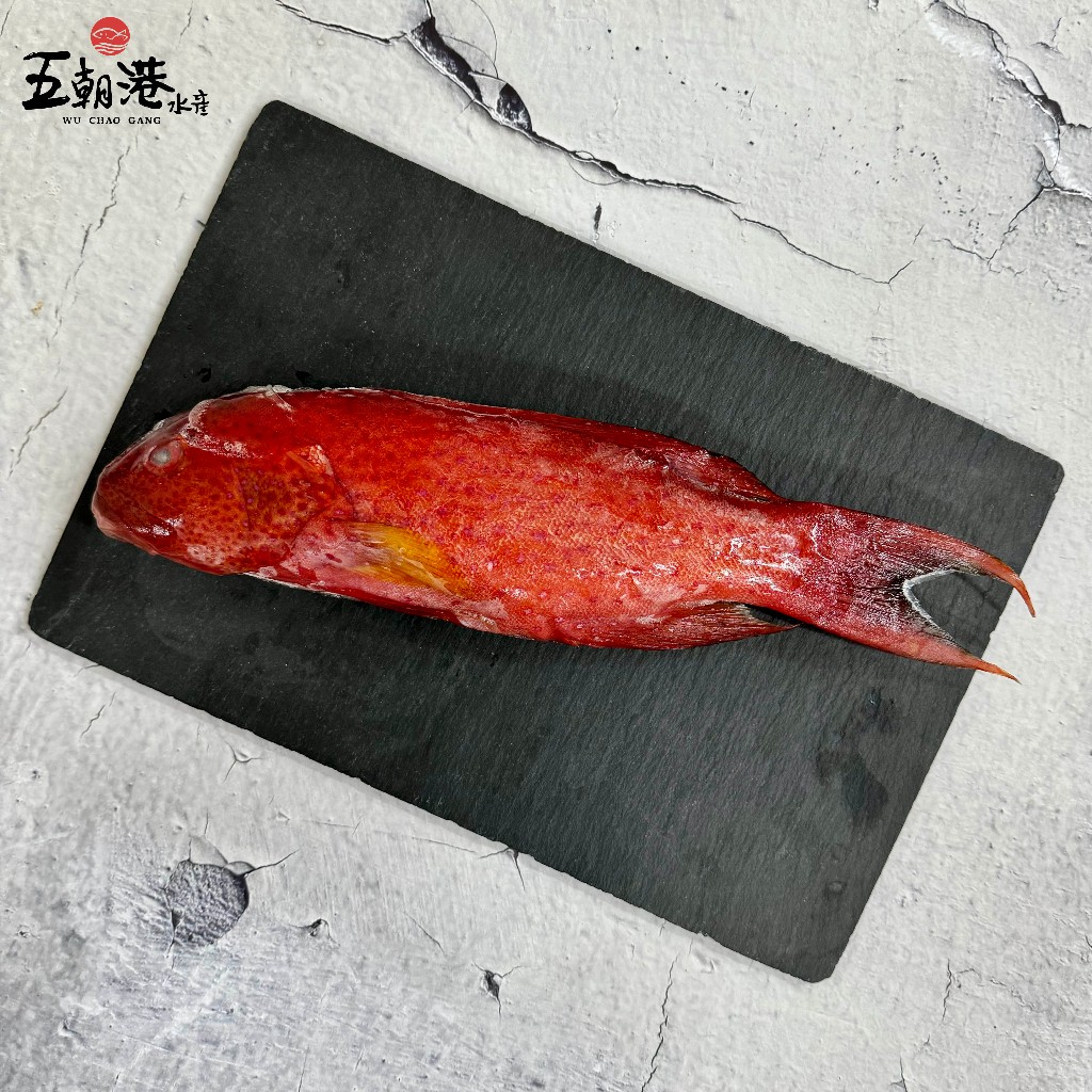 五朝港水產-紅條魚(珊瑚石斑)350g±10%