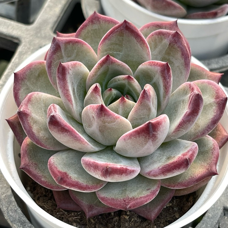 紅色太陽能 微笑多肉植物園藝