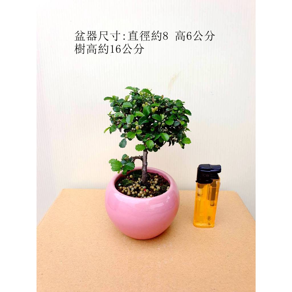 姬水蓮木 植栽 盆栽