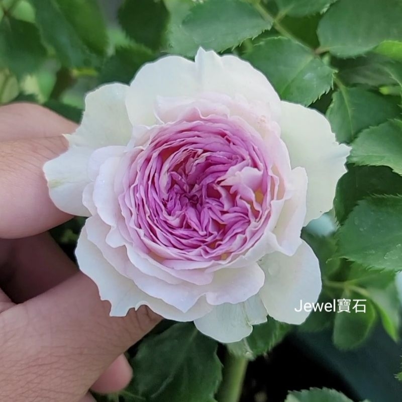 💎寶石玫瑰💎《藍月石》玫瑰花苗、月季花苗，4吋盆。