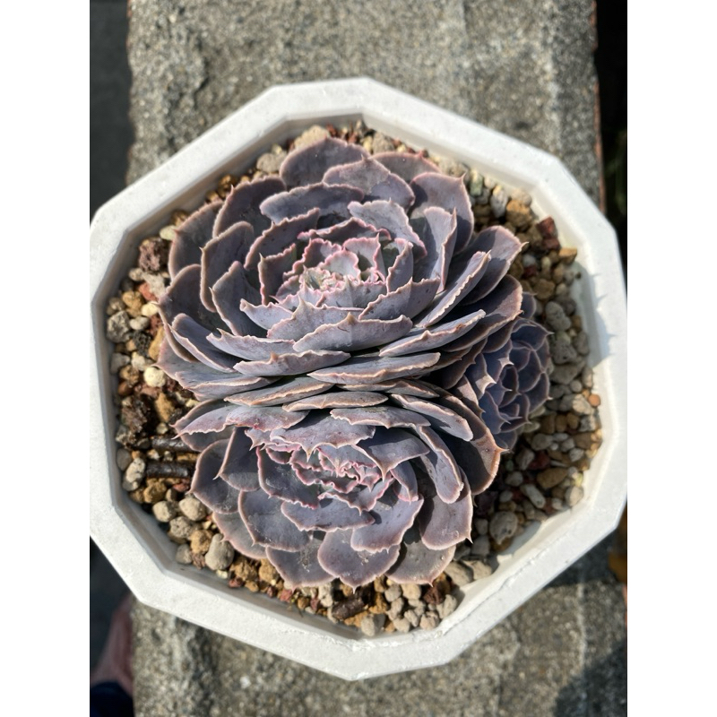 媃居Rou G🌵紫蝶/多肉植物