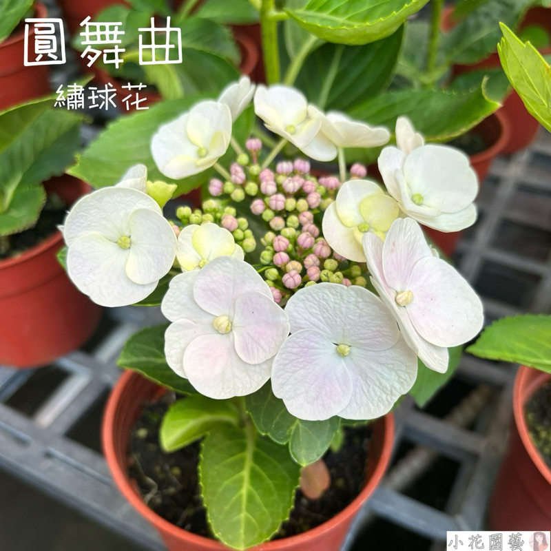 小花園藝 圓舞曲繡球花 圓舞曲繡球  繡球花 圓舞曲 3.5吋盆 $160