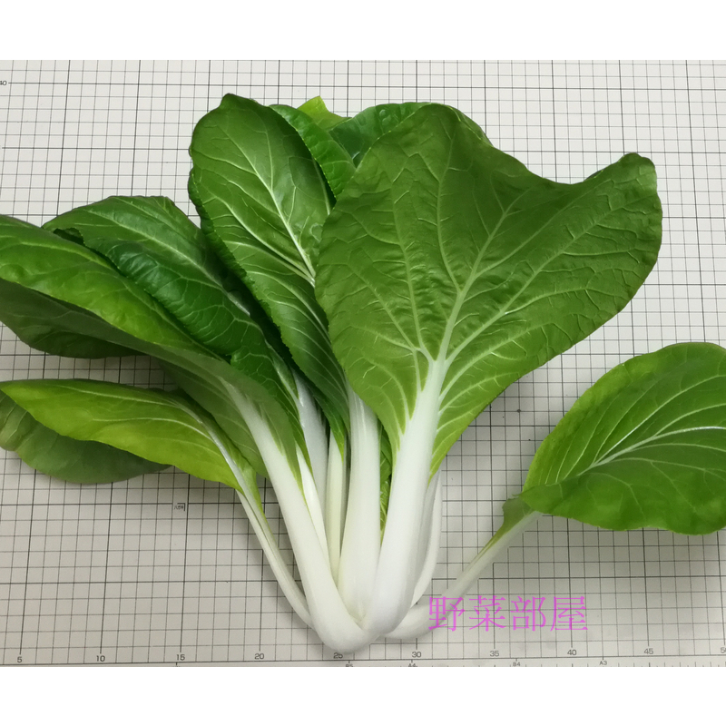 【 萌田種子~】F09 日本黑葉白菜種子2.5公克 , 奶油白菜 , 葉片柔嫩 ,每包16元~