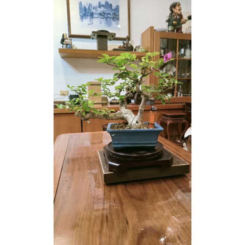 【悠然小院】668G#-台灣土種九重葛 極品盆栽（配早期精緻藍釉盆）藏家釋出20幾年樹齡老樹頭