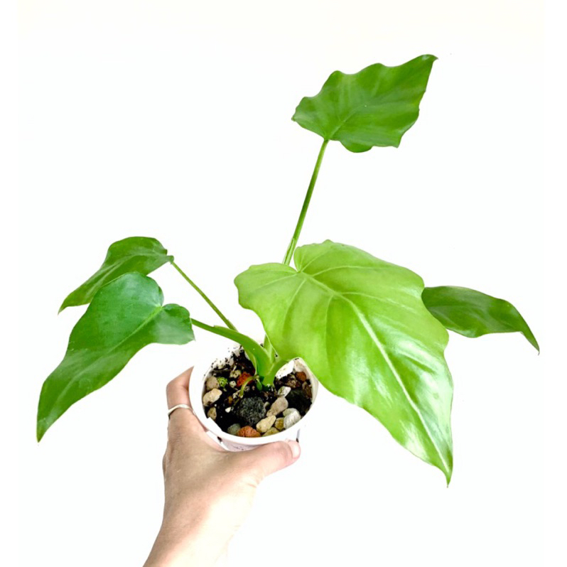 Philodendron lacerum古巴神鋸蔓綠絨/ 頂芽/一物一拍