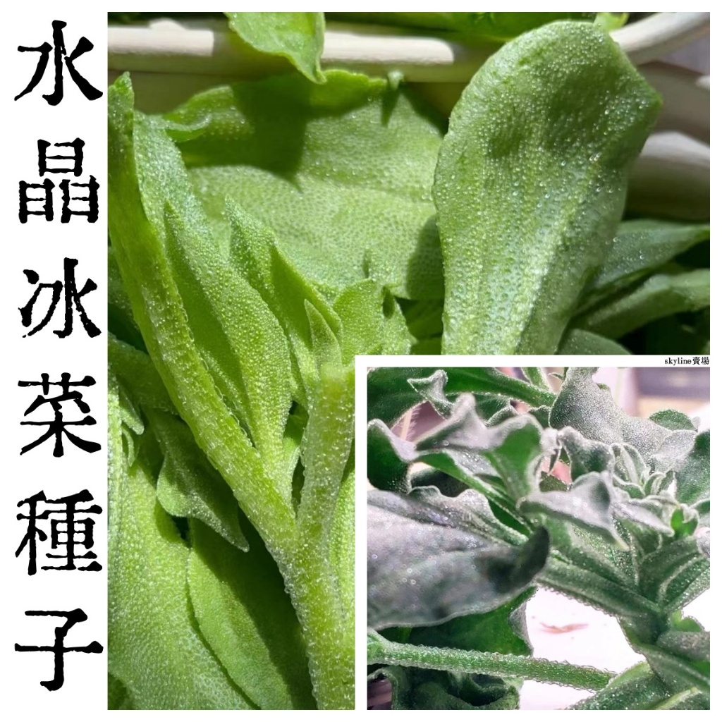 🌱（200粒水晶冰菜種子） 薺薺菜種子水晶冰菜種子四季播播種冰草蔬菜水晶 盆栽菜種子陽台田園秋季 四季播種蔬菜種子