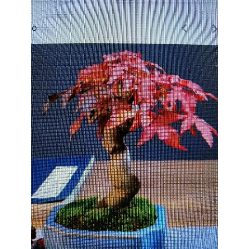 日本紅楓樹無接枝矮霸三角唐楓2，小品盆栽造型漂亮好種植喜歡全日照潮濕的環境，屬於最好種植的楓樹品種之一2600元超商免運