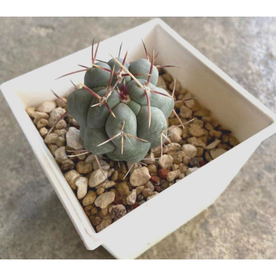 天晃 4寸盆 仙人掌 觀賞植物 盆栽