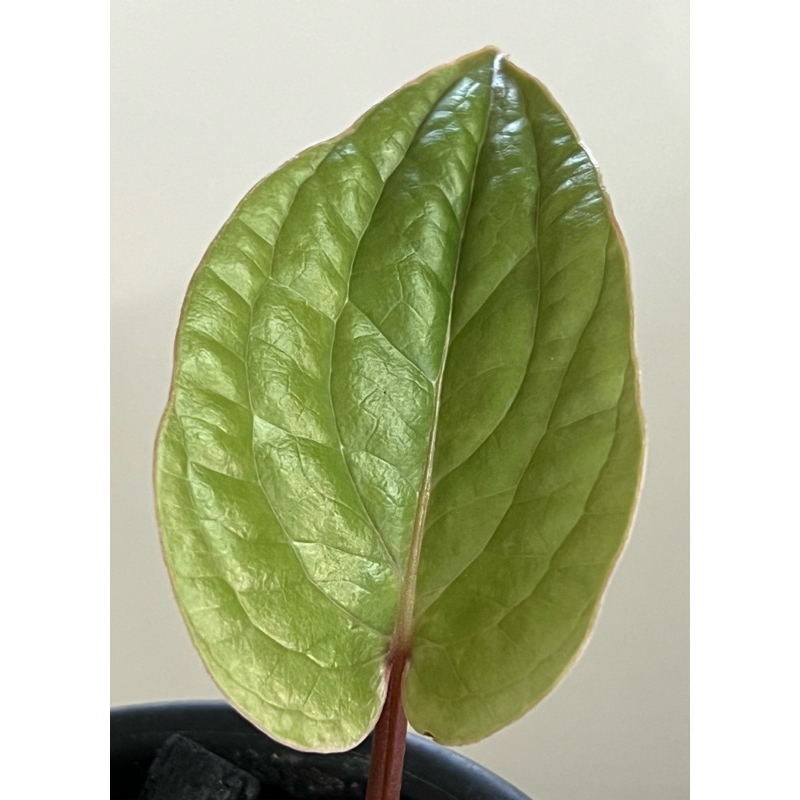 Anthurium radicans/地生鶴/觀葉植物