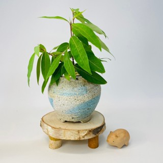 花盆王 知雨若泥 臺灣現貨多肉植物小品盆栽美色花器•蕨類黃金葛桌面室內植栽 居家佈置•園藝造景•單品 白雲藍色漩渦陶盆