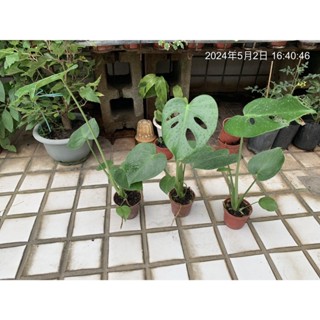 一禪種苗園-室內植物界的中心人物<電信蘭-A級/龜背芋>淨化空氣盆栽-3吋盆/ANNY