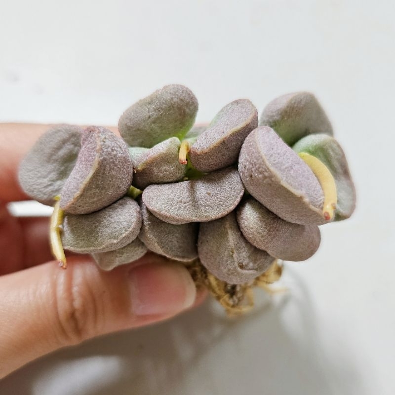 現貨 韓國多肉植物-稀有品 安娜王妃天章 易掉葉，介意者勿下單 唯一 有根
