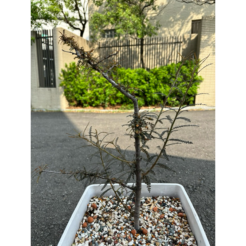 索島乳香（ Boswellia socotrana）種子實生