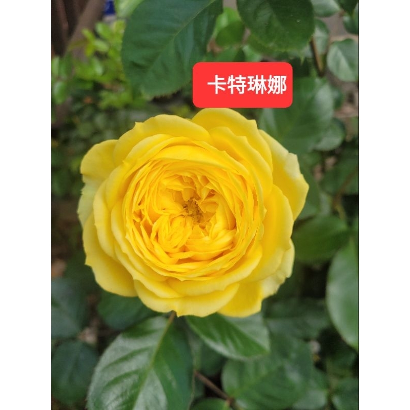 玫你不行玫瑰~卡特琳娜5吋~全部買4顆送1