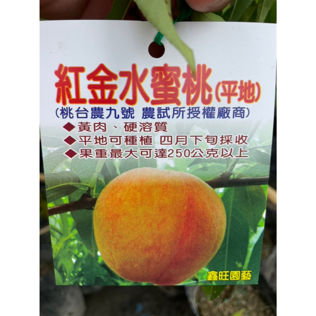 【花無缺❶號】水果苗 ⚇ 紅金水蜜桃/紅玲水蜜桃 ⚉