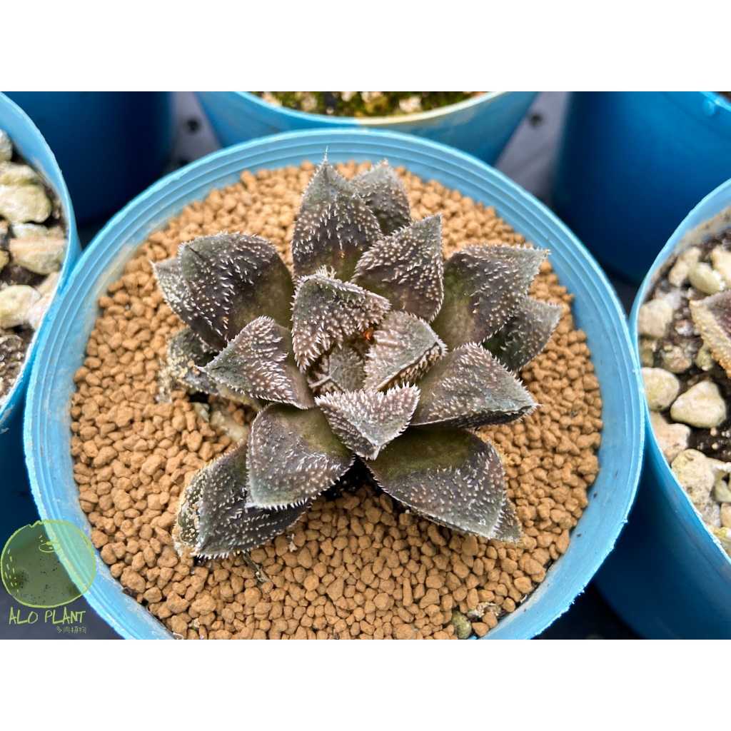 🌵 毛蟹 🌵 【阿肉植物坊 ALO PLANT】 多肉植物 | 百合科 | 療癒小物 | 台灣農場