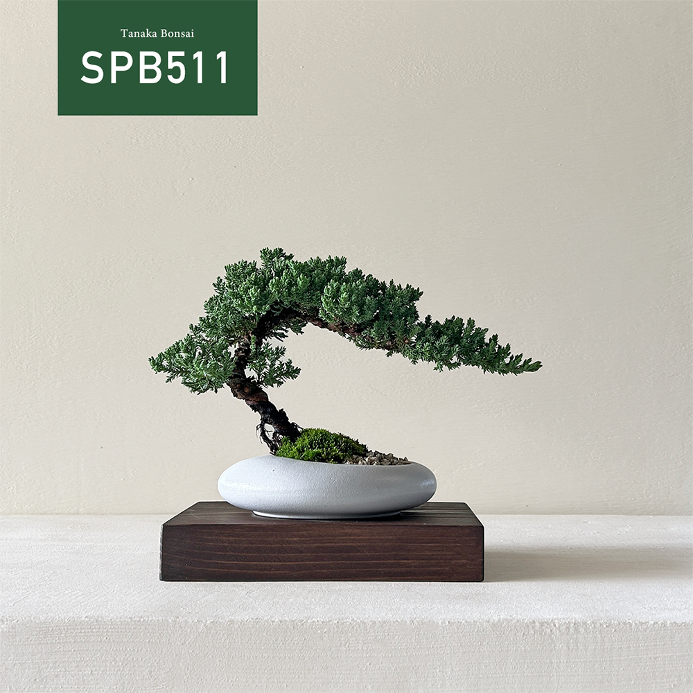 【Tanaka Bonsai】SPB511 珍珠柏盆景 (不含木墊片）｜松柏盆栽