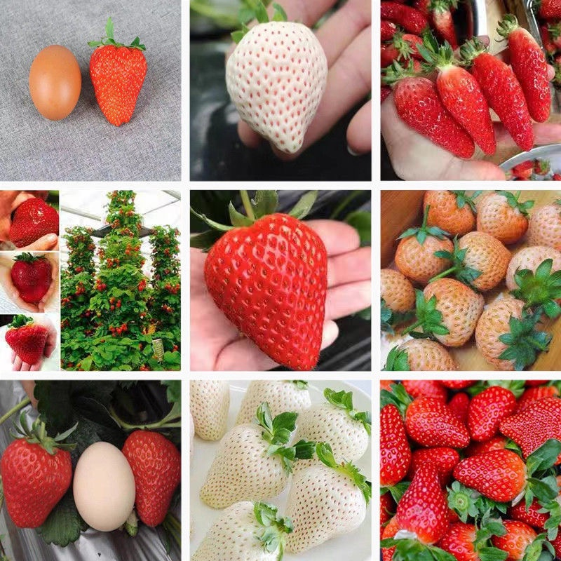 一元購🔥 四季可種 草莓 (種子) 草莓 (種子) 玲瓏小 草莓蘋果 草莓 (種子)草莓香蕉蘿桃薰