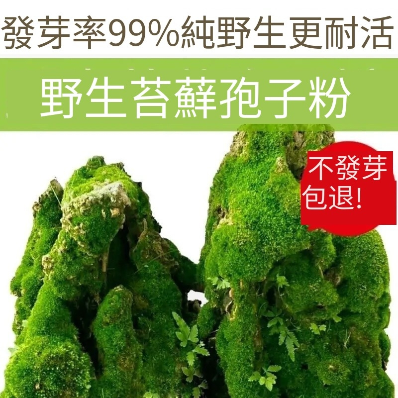 💯假山苔蘚孢子粉青苔種子（10000粒）吸水石盆栽盆栽綠化微景觀草植物鋪面裝飾造景種子水生植物發芽率高