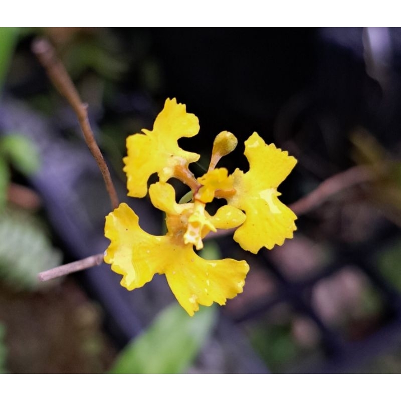 原生種 迷你種 文心蘭 tolumnia guianensis 三裙劍葉文心蘭 貴安文心