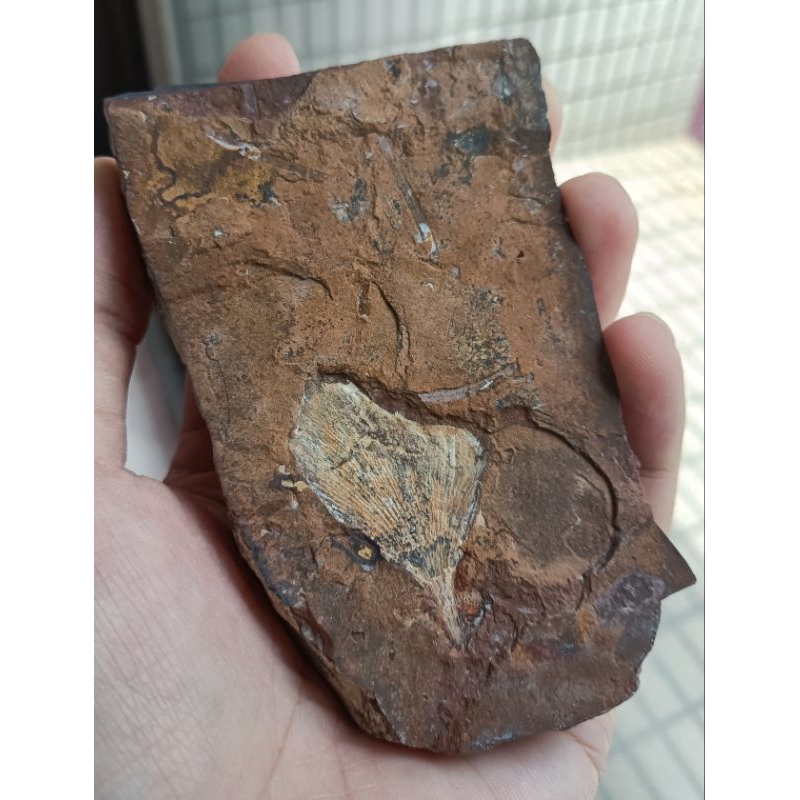 [程石] 美國南達科達州  銀杏葉子化石
