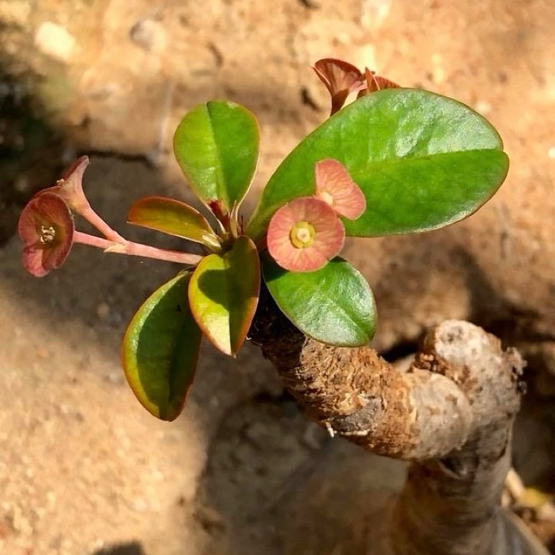 象鼻大戟Euphorbia ramena