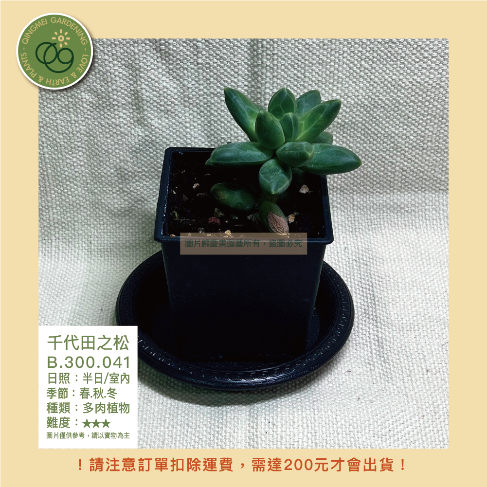 【台灣出貨】千代田之松_3寸盆_買十送一 植物｜園藝｜送禮｜辦公室小物｜居家擺設｜綠植｜多肉_B.300.041