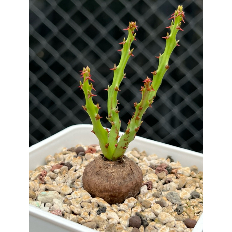 【蓬萊島大戟】Euphorbia decidua/蓬萊島/塊根植物/芋頭酥/馬島