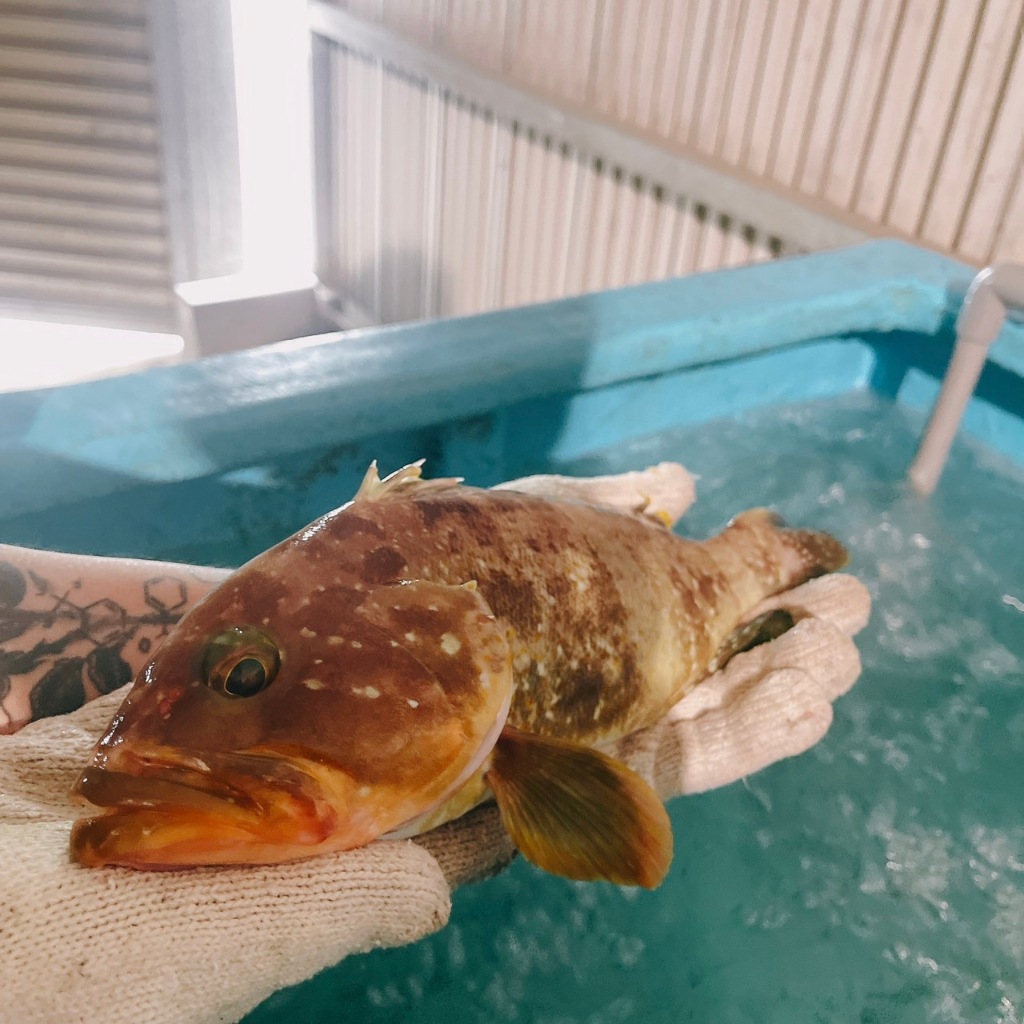 活體 澎湖野生玳瑁、黃斑（石斑魚） 約0.7-1公斤