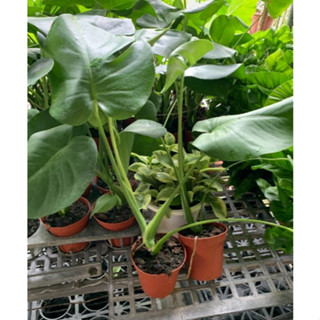 一禪種苗園-室內植物界的中心人物<電信蘭-AA級/龜背芋>淨化空氣盆栽-3吋盆/ANNY