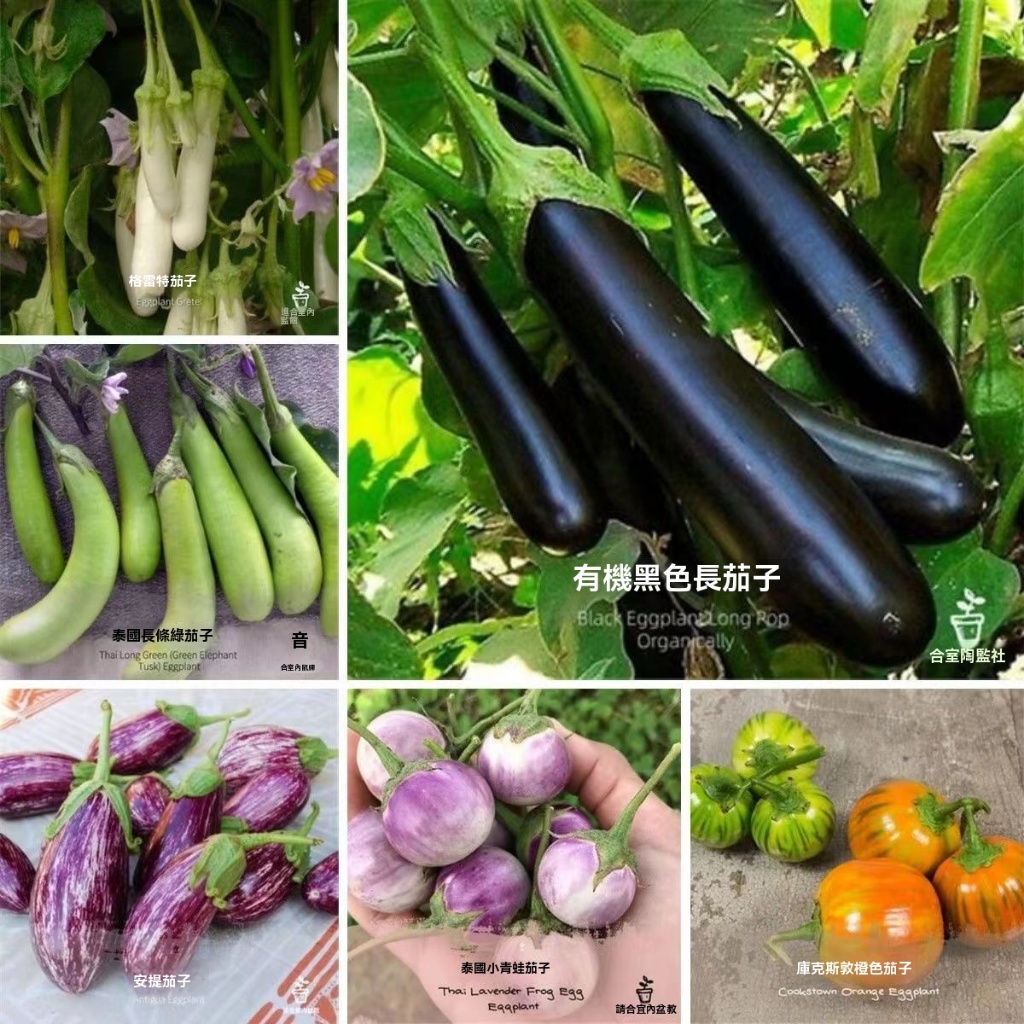 茄子種子特長茄子綠長茄子陽台王新鮮種子蔬菜種子四季播種菜籽70天就能收獲