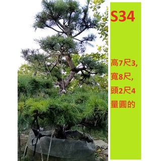 建方松園 39年老態五葉松 景觀樹 庭園樹 造型五葉松 雕塑五葉松